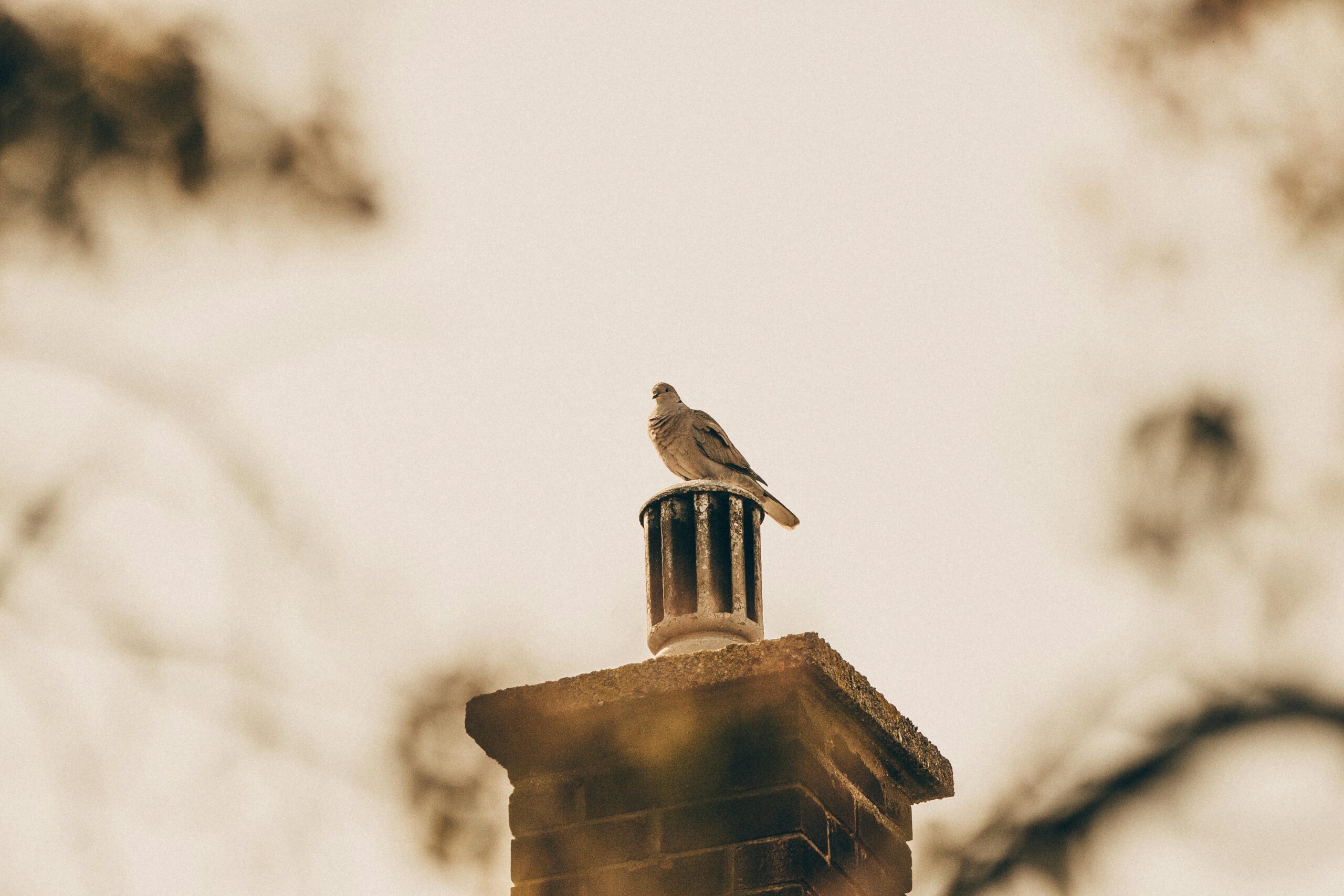 A lone pigeon perched atop a chimney in a sepia-toned outdoor setting, creating a vintage feel.